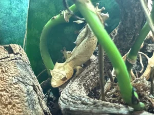 proven female uroplatus ebenaui
