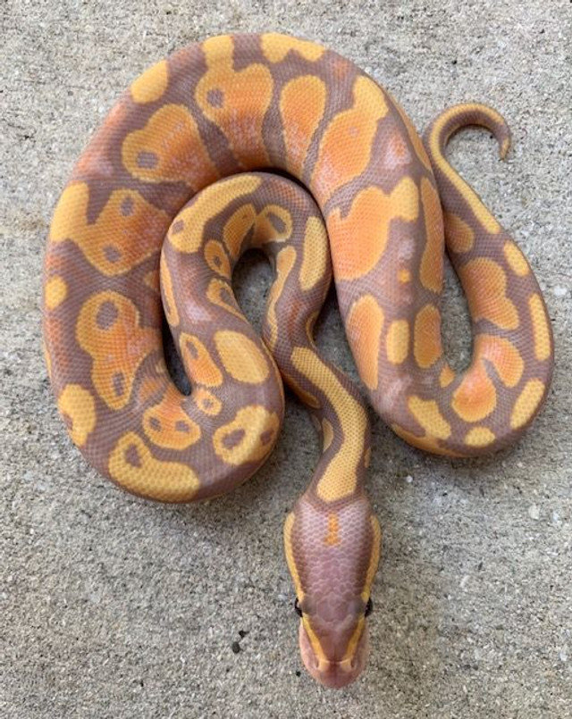 coral glow ball pythons coral glow ball pythons