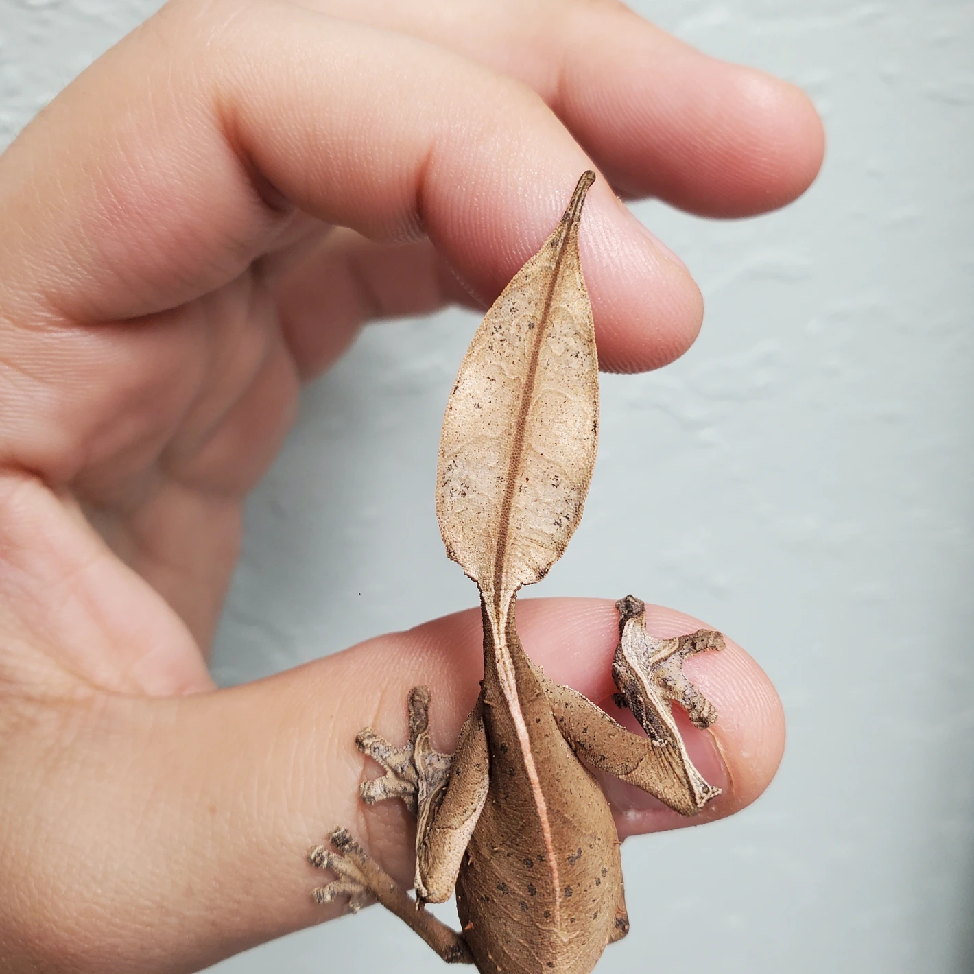 pretty female phantasticus (6mo)