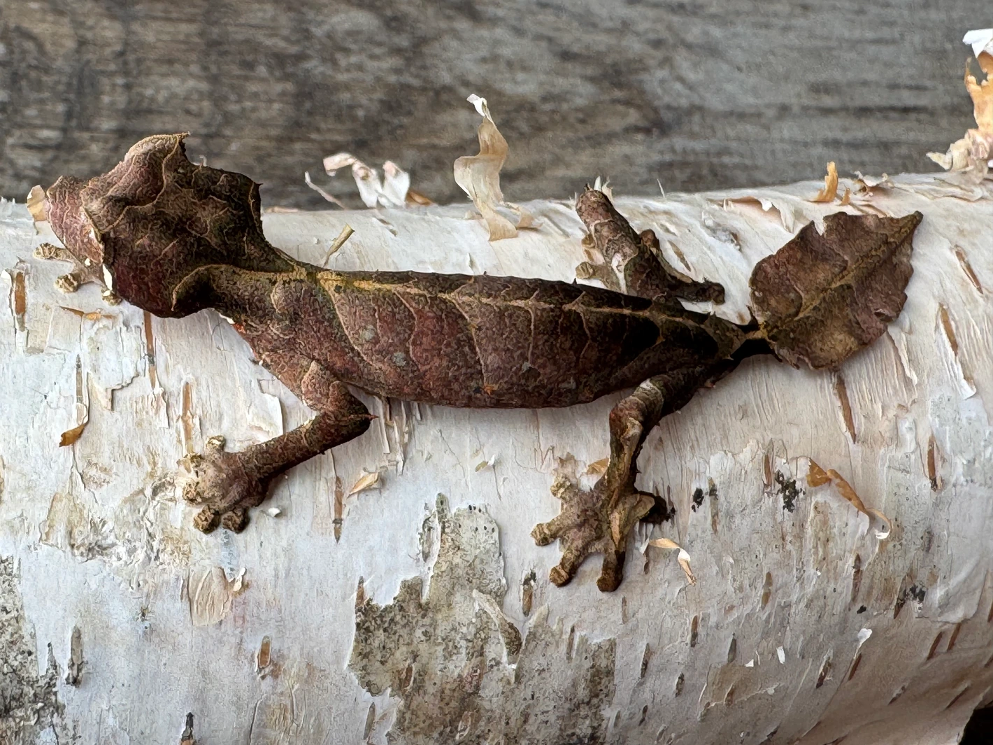 Juvenile Uroplatus Phantasticus Male - Image 2