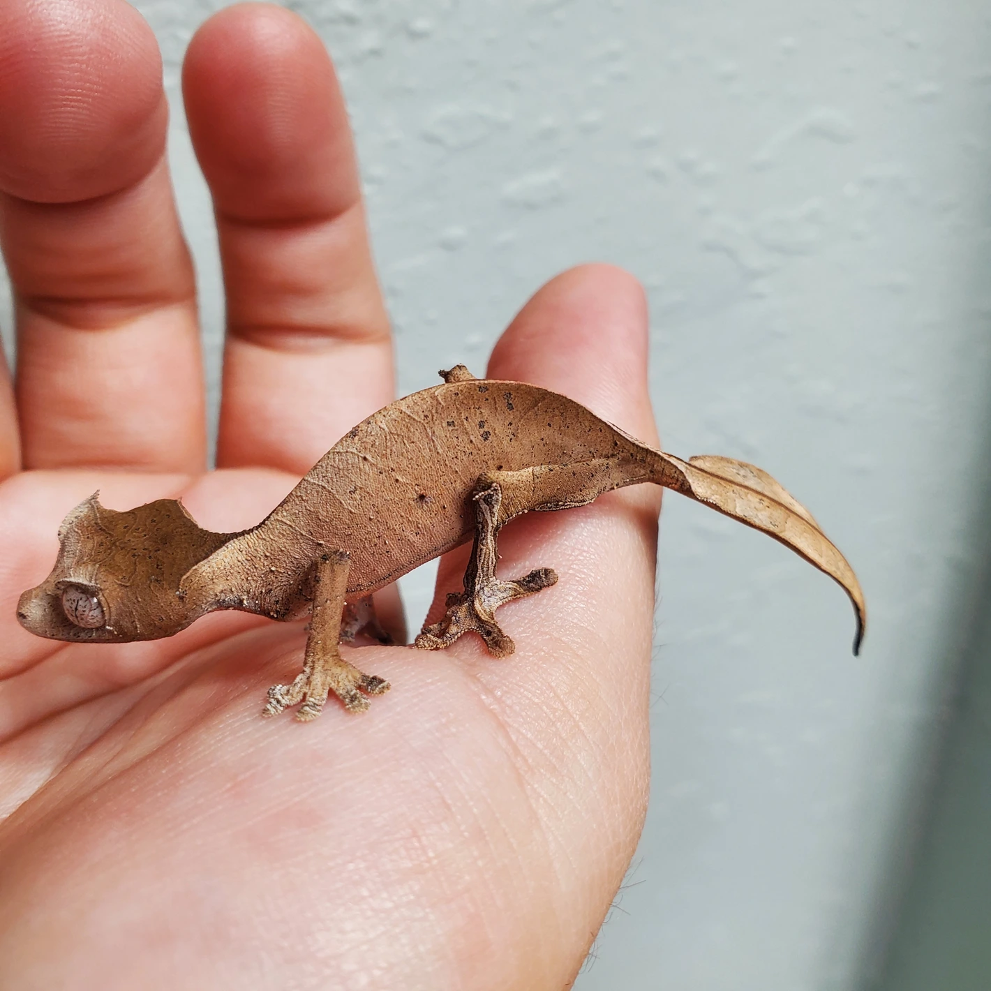 pretty female phantasticus (6mo)