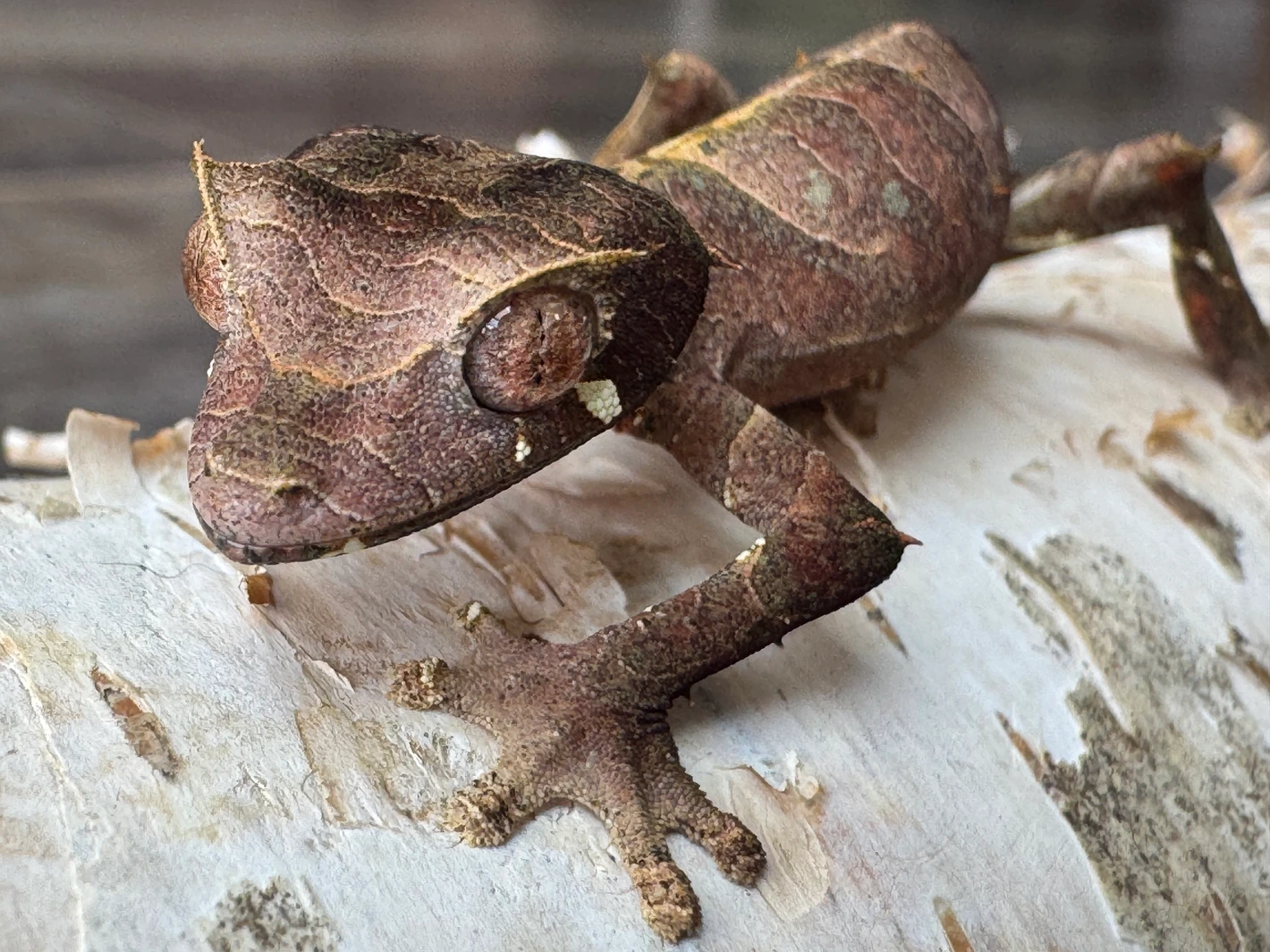 Juvenile Uroplatus Phantasticus Male - Image 3