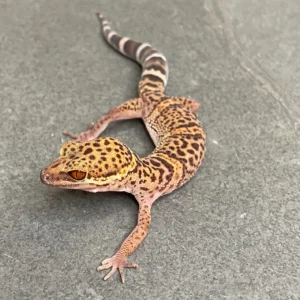 bawangling cave gecko (id: 24u2)