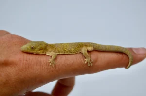 large scale chameleon gecko eurydactylodes symmetricus