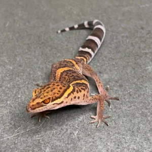 bawangling cave gecko (id: 24ai1)