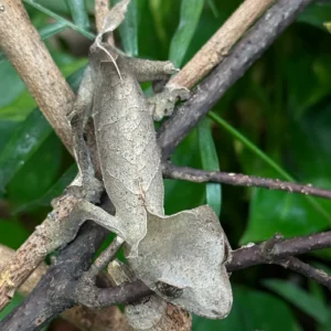 Fiera (Last Pair Left!)