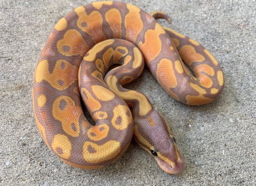 coral glow ball pythons coral glow ball pythons
