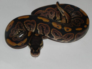black pastel ball python for sale