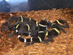 chinese cave gecko