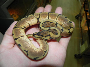 spider ball pythons for sale