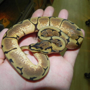 Spider Ball Pythons for sale