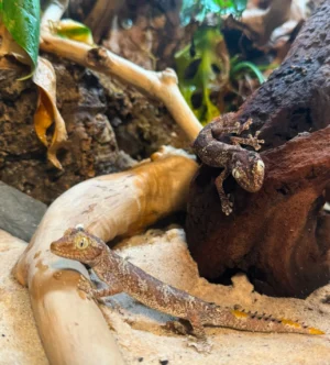 proven high color strophurus ciliaris pair (northern spiny tailed gecko)