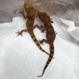 paroedura vazimba pair 25001