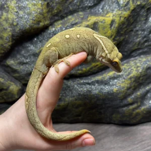 spotted white collar sarasinorum