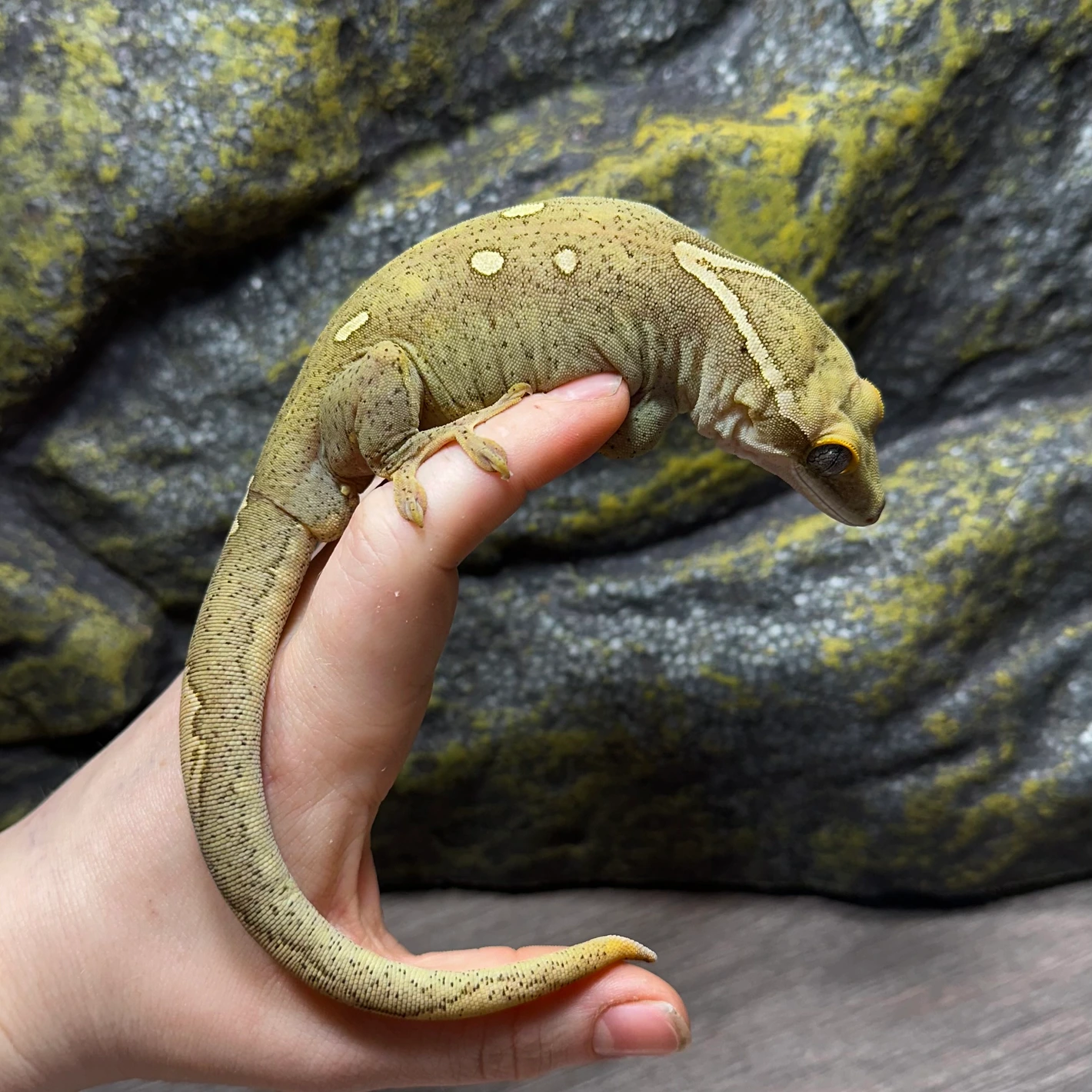 spotted white collar sarasinorum