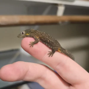 eurydactylodes agricolae