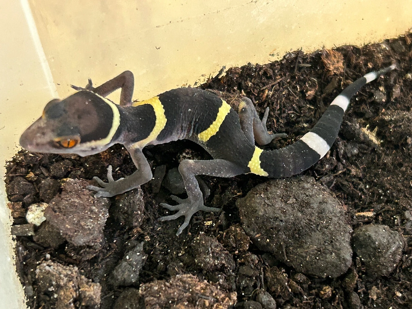 chinese cave geckos, g. hainanensis