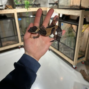 eublepharis hardwickii trio