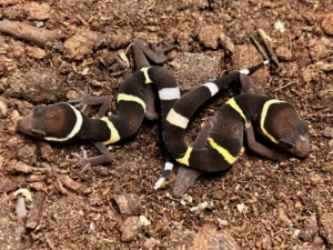 chinese cave geckos, g. hainanensis