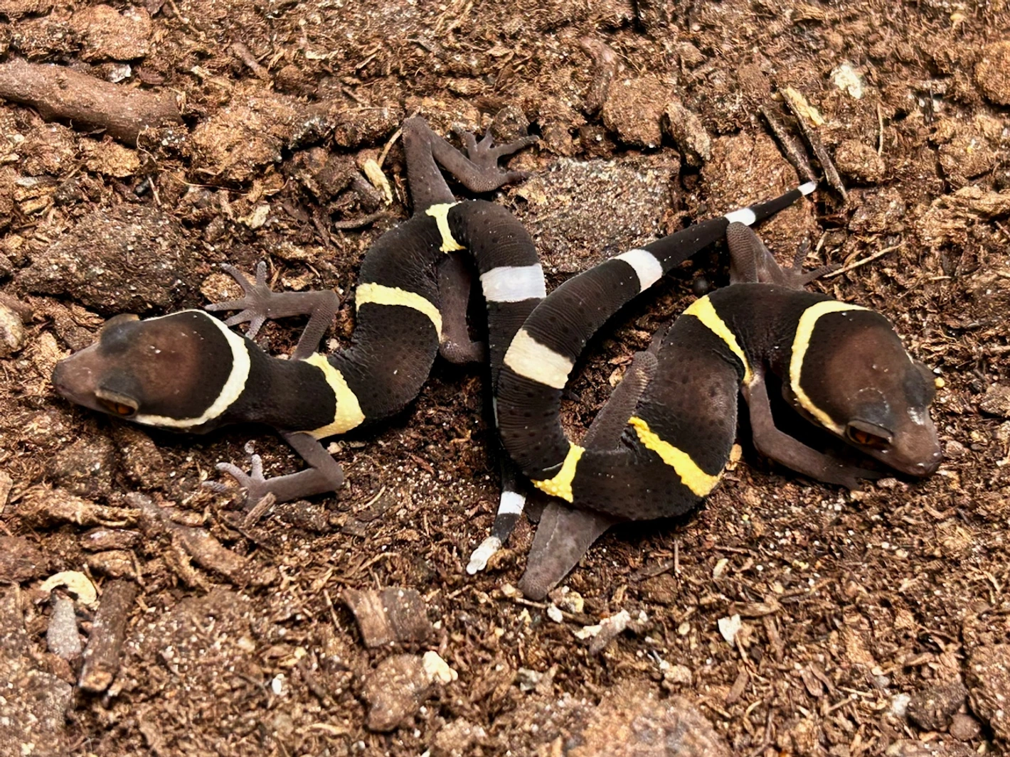 chinese cave geckos, g. hainanensis