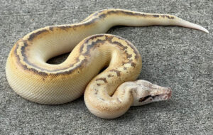 ivory blood pythons for sale (python curtus brongersmani)