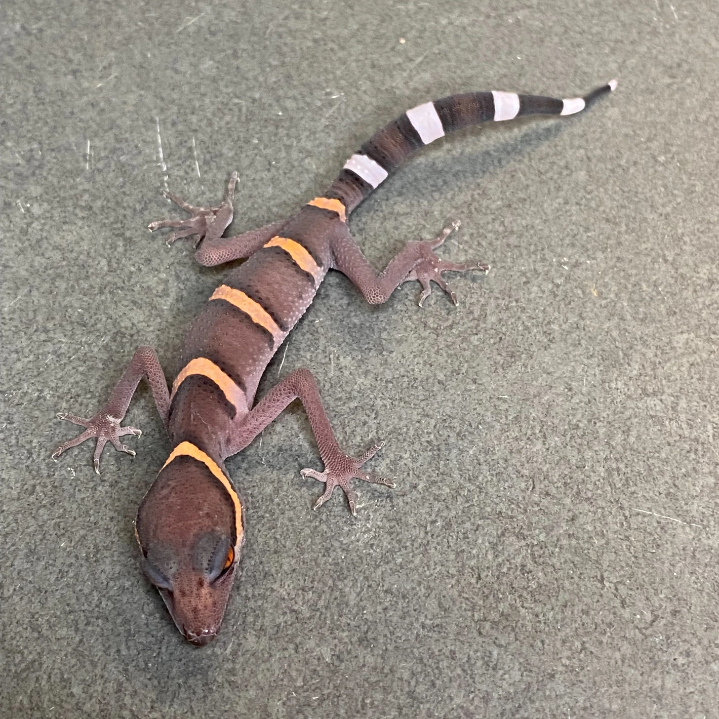 Luii's Cave Gecko (ID: 24HE1) - Image 2