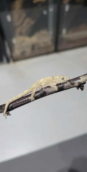 eurydactylodes vieillardi