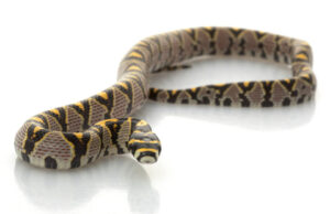 mandarin rat snake for sale
