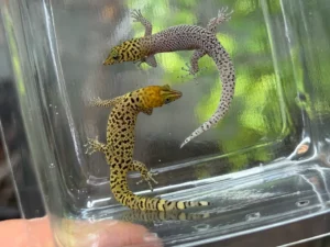 pair sphaerodactylus rosaurae high color