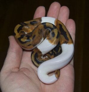 c.b pied ball python