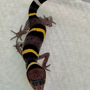 f1 cbb goniurosaurus hainanensis