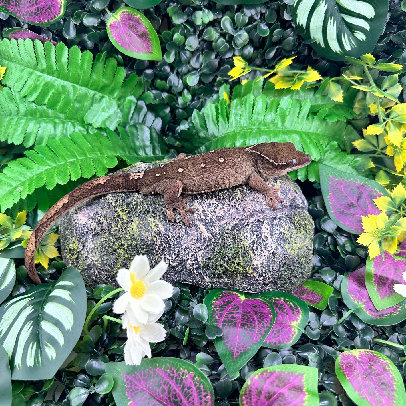 white collar 11 spot male correlophus sarasinorum