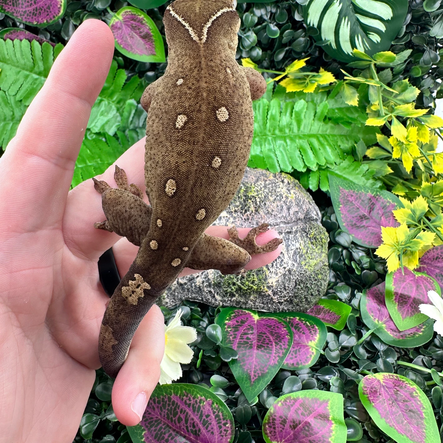 white collar 11 spot male correlophus sarasinorum