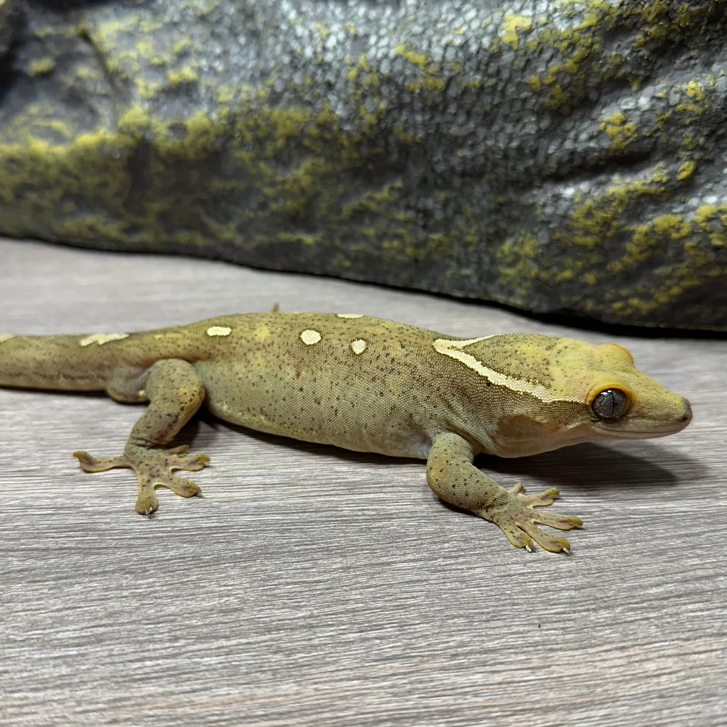 spotted white collar sarasinorum