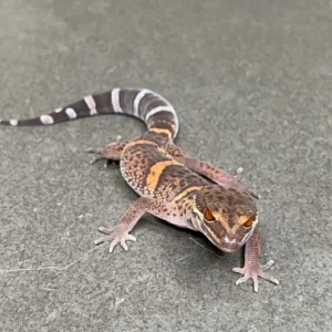 Bawangling Cave Gecko (Male ID: 24AI2M)