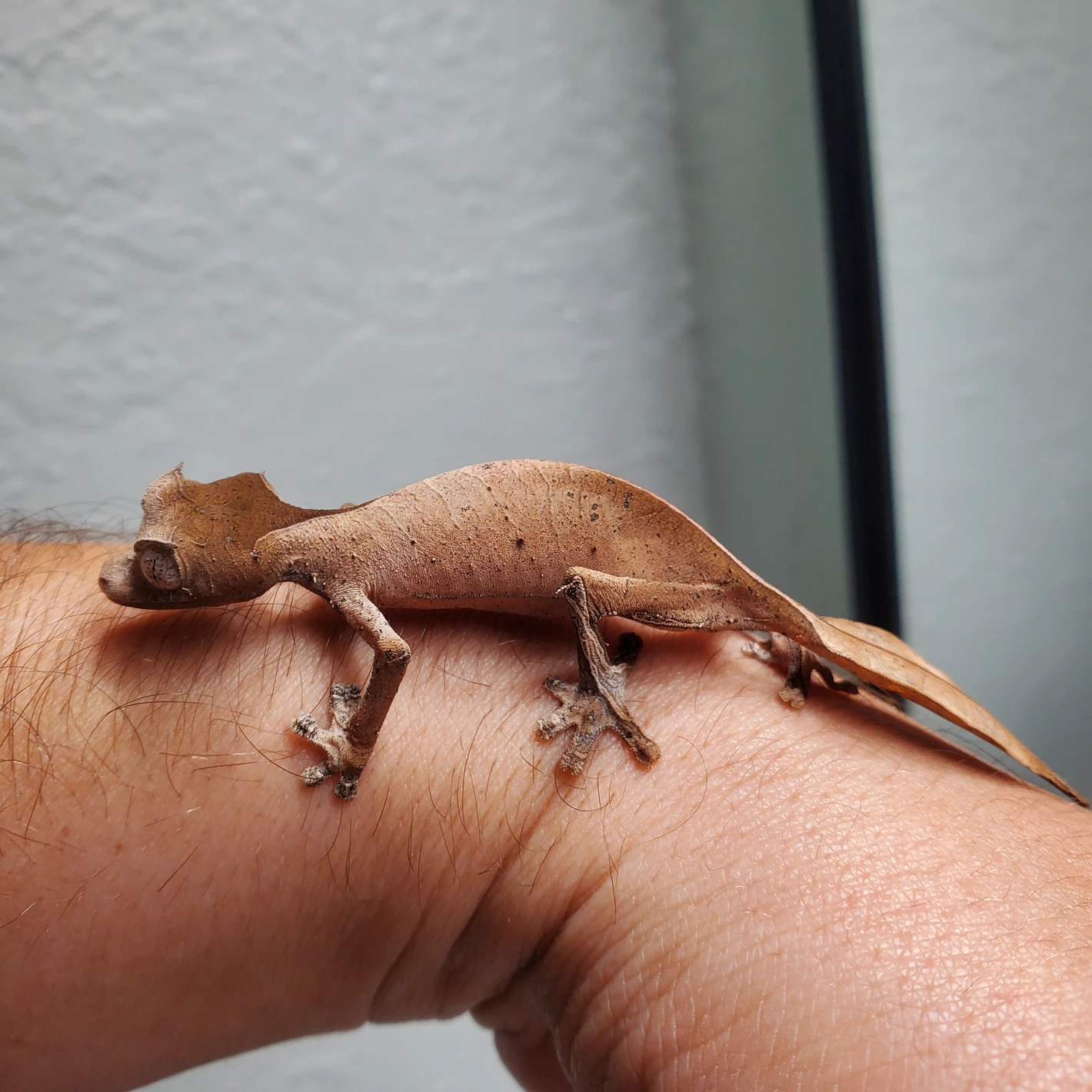 pretty female phantasticus (6mo)