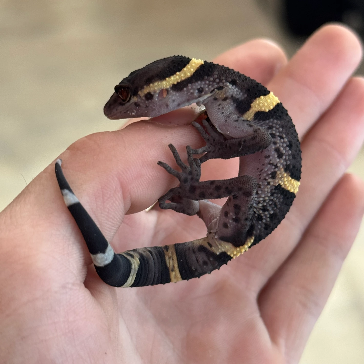 Goniurosaurus Hainanensis - Image 3