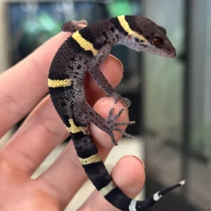 Goniurosaurus Hainanensis