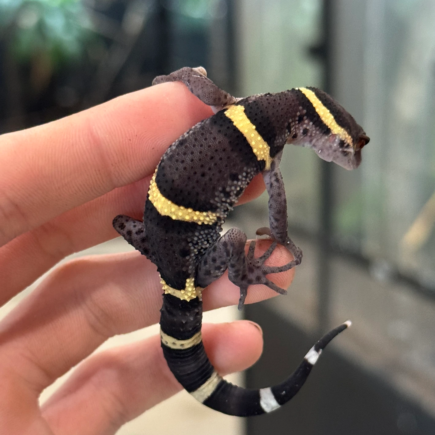 Goniurosaurus Hainanensis - Image 2