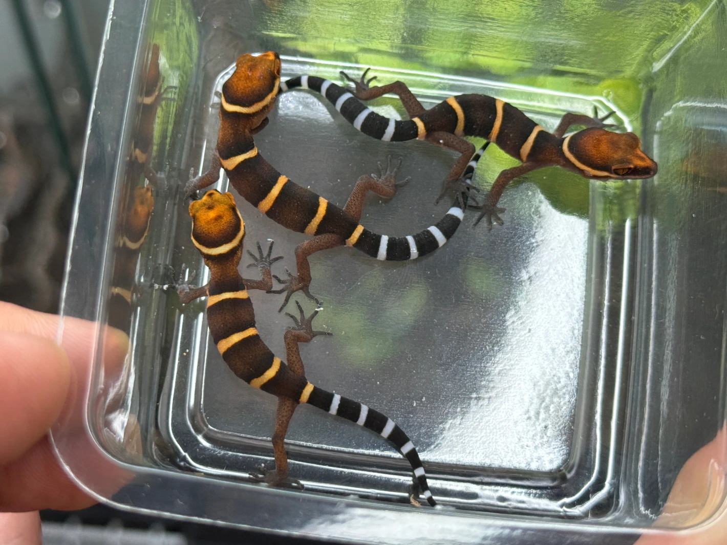 3 lot goniurosaurus bawanglingensis