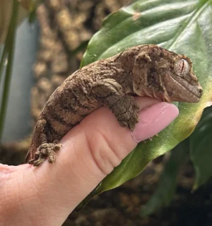 mossy prehensile tail gecko