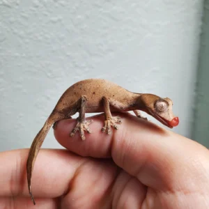 pretty female phantasticus (6mo)