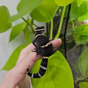 cave gecko (goniurosaurus hainanensis)