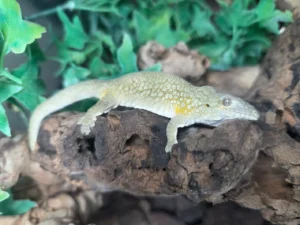 adult male eurydactylodes vieillardi