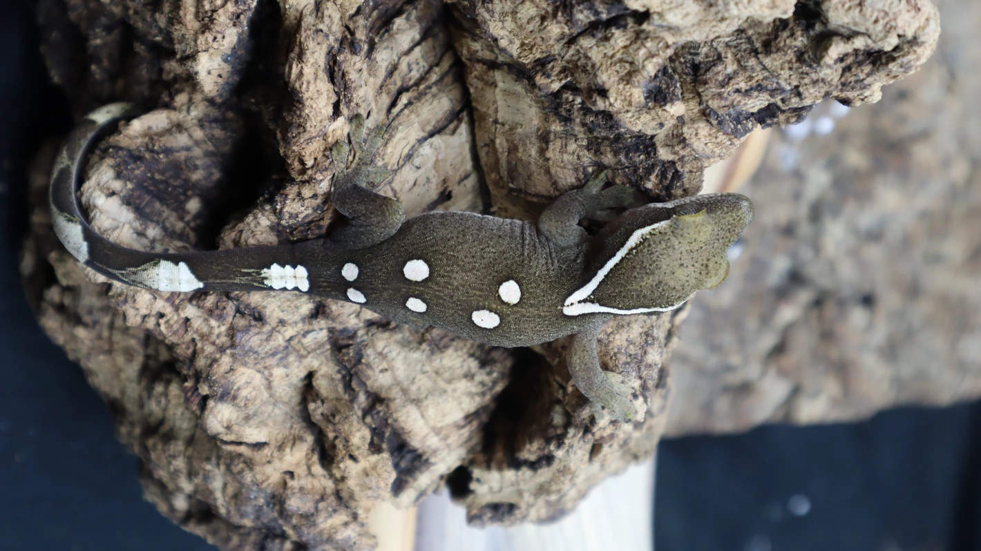 White Collar Sarasinorum Gecko SG07 - Image 5