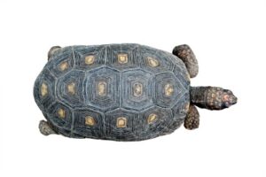 red foot tortoise for sale