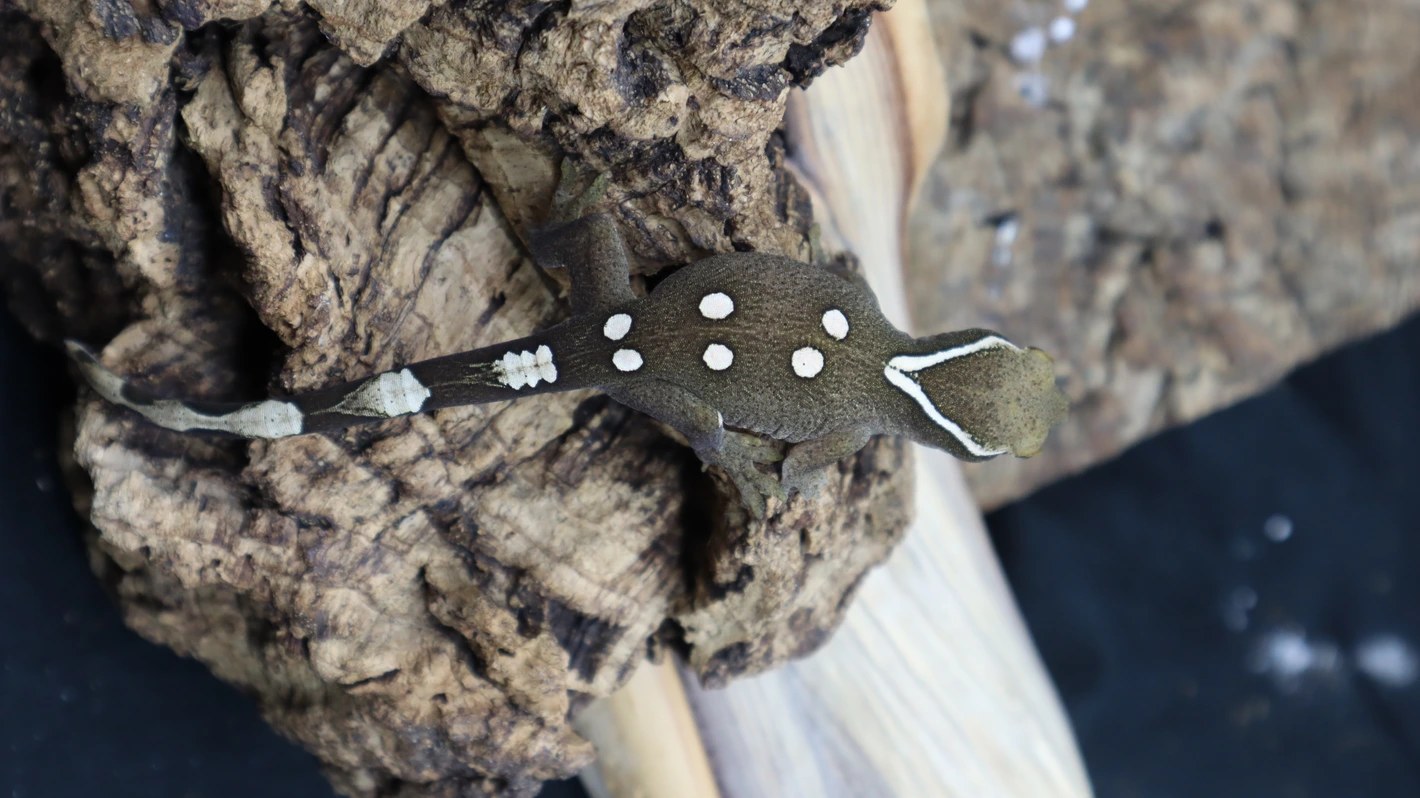 auto draft auto draft