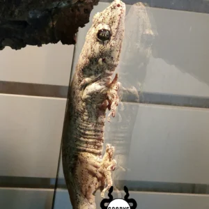 1.2 Giant Halmahera Gecko