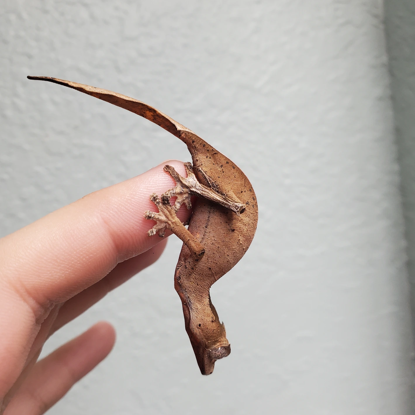 pretty female phantasticus (6mo)