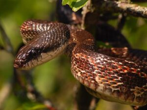 Texas Rat Snake